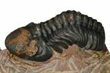 Reedops Trilobite With Nice Eyes - Lghaft , Morocco #164623-1